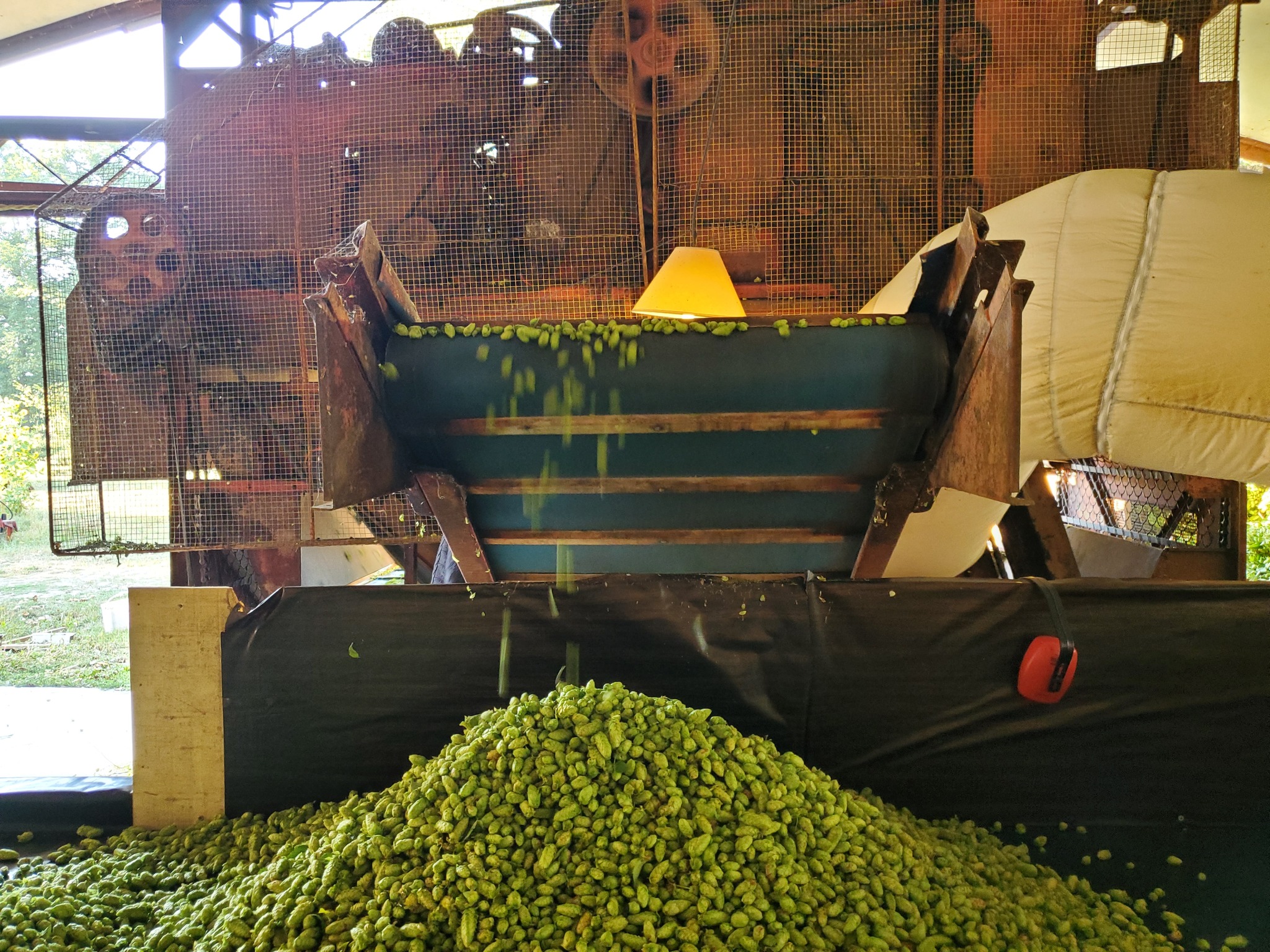 24h du houblon frais