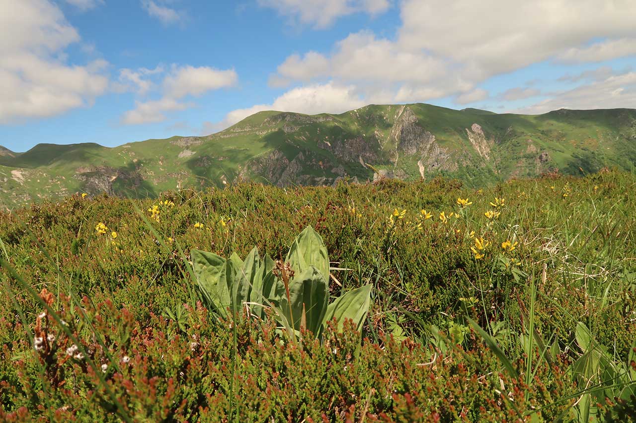 Massif du Sancy - Gaïa Bière du Sancy
